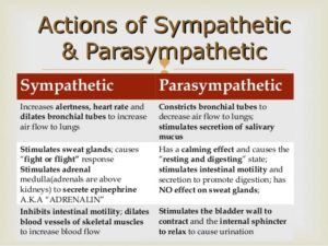 Actions of the sympathetic and parasympathetic