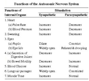 Functions of the autonomic nervous system