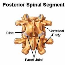 Posterior Spinal Segment descriptive image