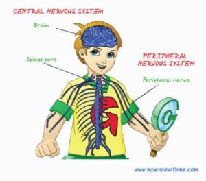 Nervous system in a child